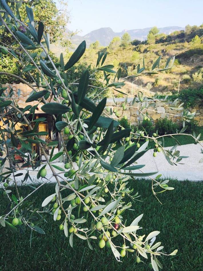 Chambre d’hôte pour 4 personnes, avec vue et jardin à Dolceacqua - 4