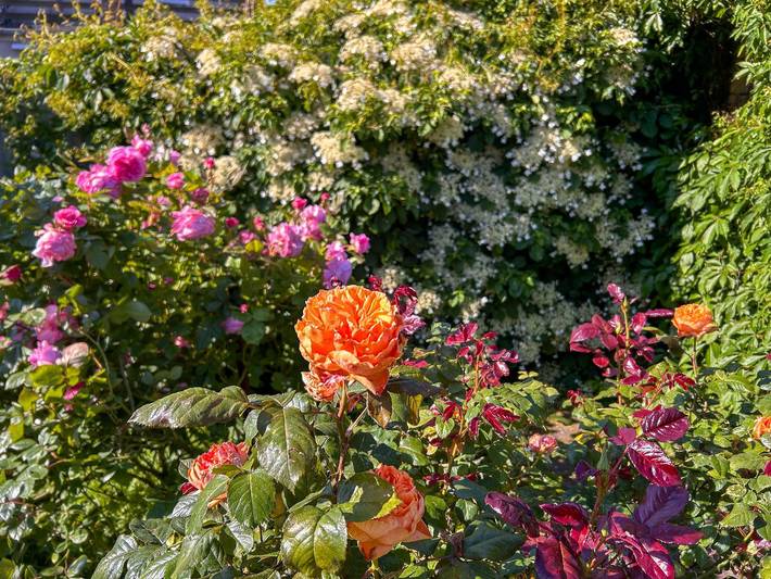 Ferienwohnung für 2 Personen, mit Terrasse und Garten in Ribnitz-Damgarten - 4