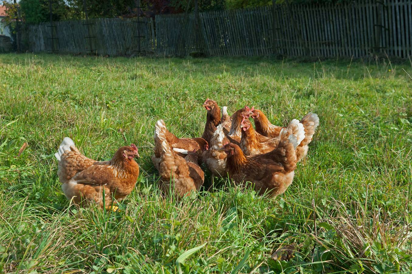 Ganze Ferienwohnung, Baumann´s Ferienhof am See - Apartment "Hohentwiel" Baumann´s Ferienhof am See 50 qm 1 Schlafzimmer max. 3 Personen in Wasserburg (Bodensee), Bayerisch Schwaben