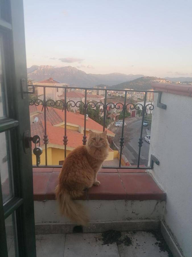 Maison d’hôte pour 6 personnes, avec vue et terrasse, animaux acceptés à Nuoro - 2