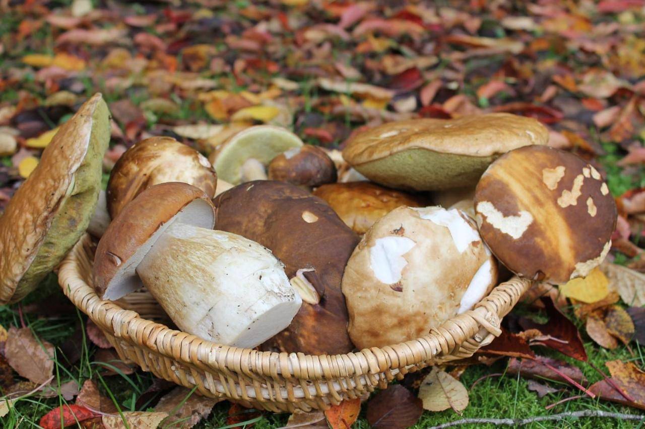 Chambres d'hôtes La Brillève in Lamotte-Beuvron, Sologne