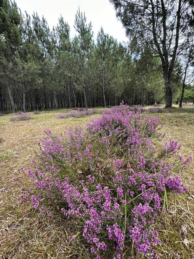 Location de vacances pour 4 personnes, avec jardin à Commensacq - 2