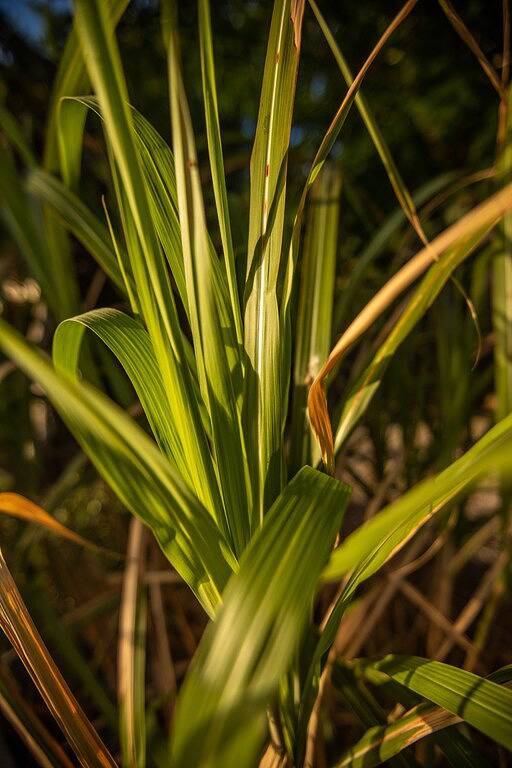 Komfortable Luxussuite mit fantastischer Aussicht am Strand der Sunshine Coast in Sunshine Coast Regional District