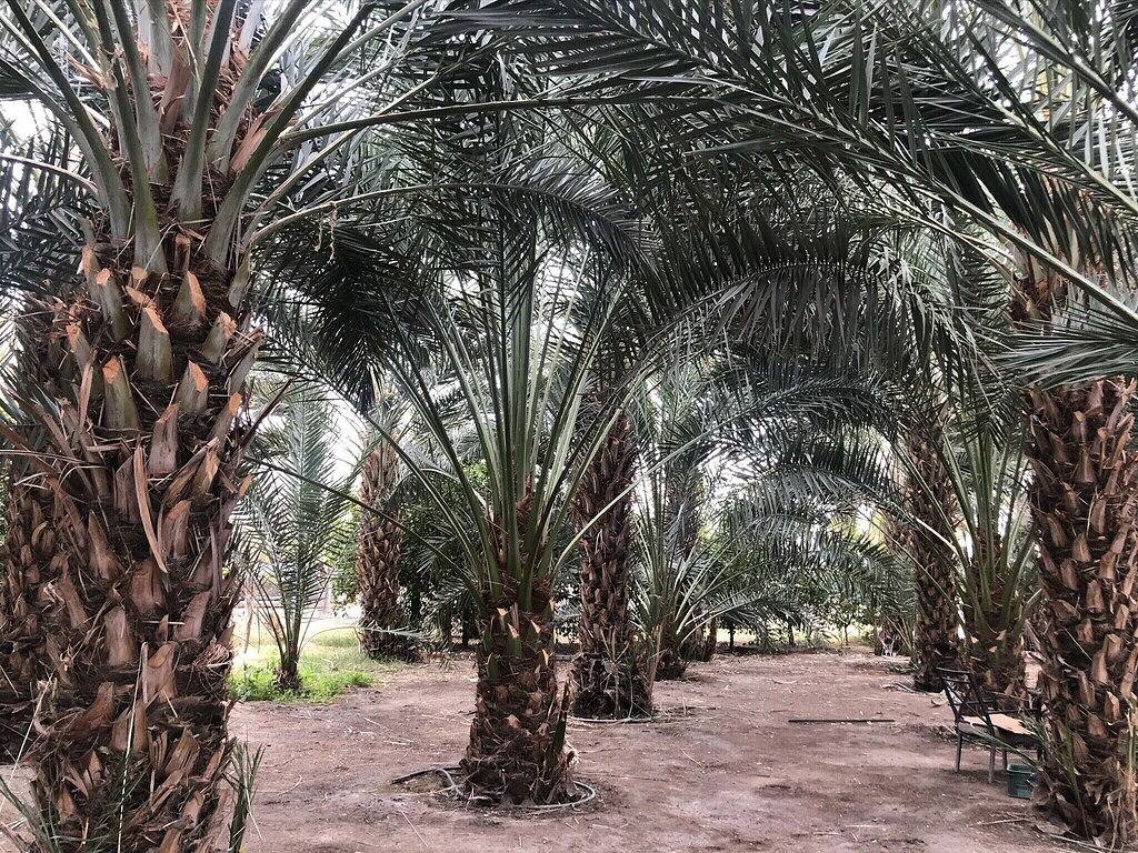 Stagecoach! Private 1 Acre Gated, Ample Parking! #Permit 000748 in Coachella, Coachella Valley