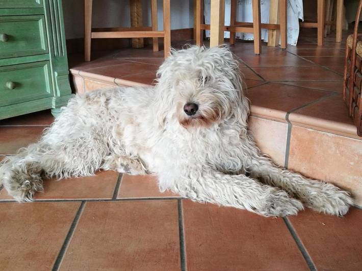 Chambre d’hôte pour 2 personnes, avec jardin, animaux acceptés à Dresde - 4