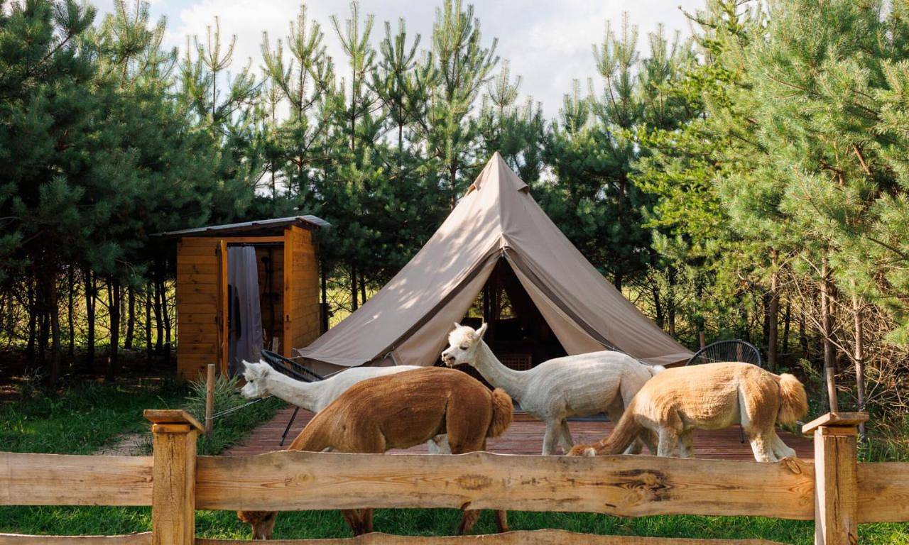 Glamping - Projekt Alpaka in Mazowsze