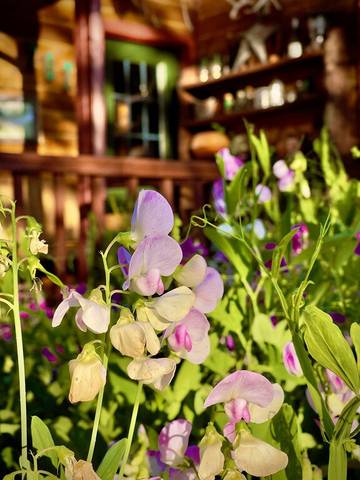 Vacation House for 6 Guests in Northwest Colorado, Grand Mesa, Picture 1