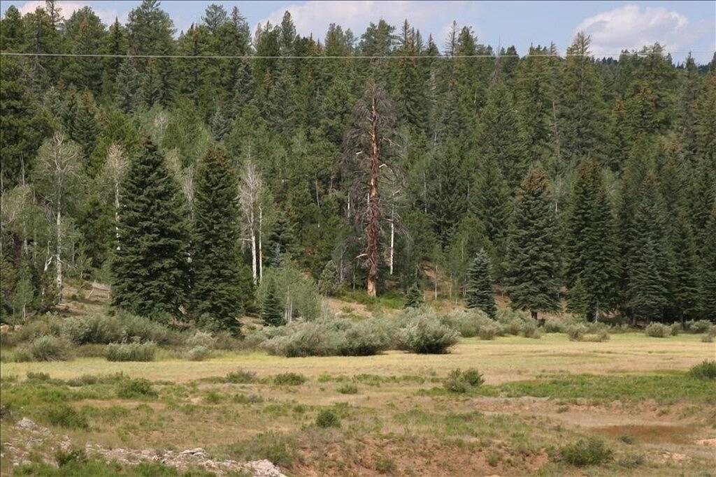 Log Cabin for 12 Guests in Dixie National Forest, Utah