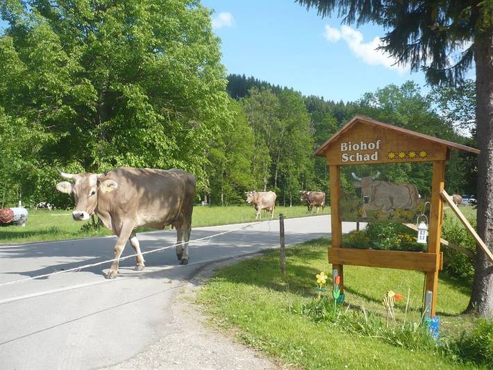 Ferienhaus für 5 Personen, mit Balkon in Isny im Allgäu - 3