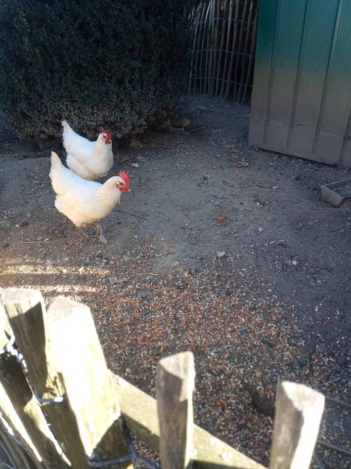 Ferienwohnung für 2 Personen, mit Haustier in Morbach - 3