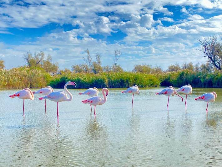 Maison d’hôte pour 4 personnes, avec jardin ainsi que terrasse et vue, animaux acceptés dans Parc ornithologique du Pont de Gau - 2