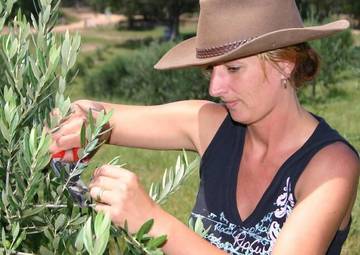 Agriturismo for 11 People in Megalong Valley, Blue Mountains, Photo 2