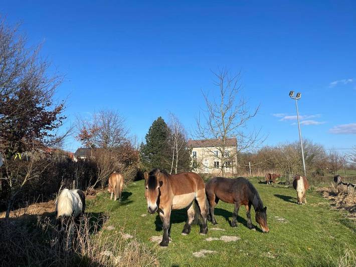 Camping pour 4 personnes, avec vue et jardin dans les Ardennes - 3