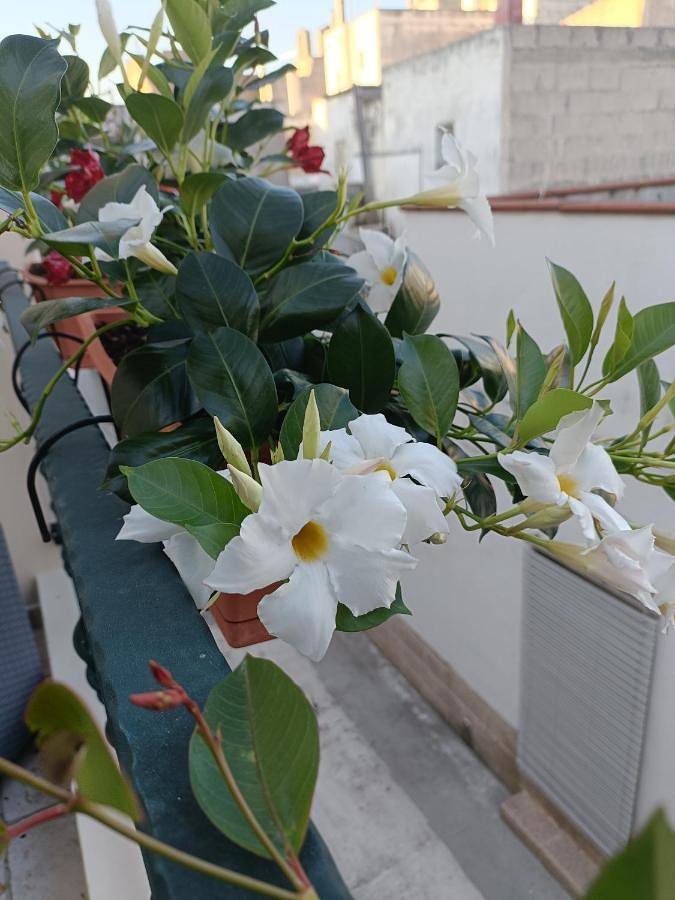 Il Vicoletto in Avetrana, Golfo di Taranto