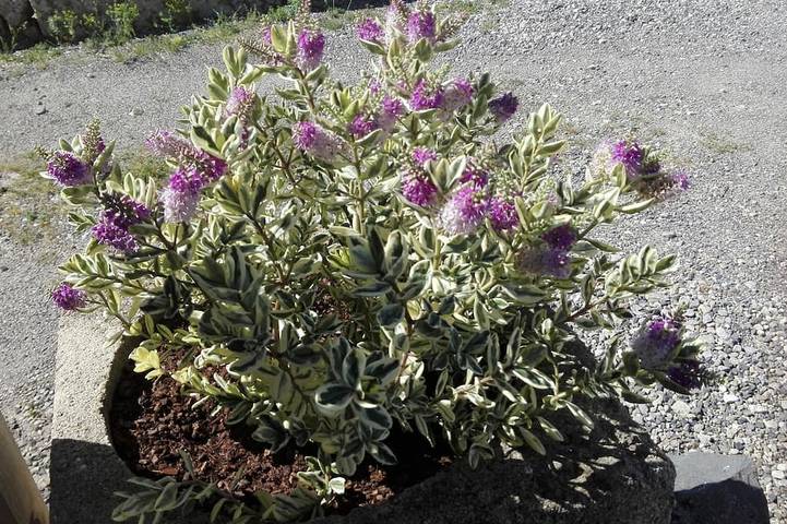Gîte pour 6 personnes, avec jacuzzi à Lespignan - 2