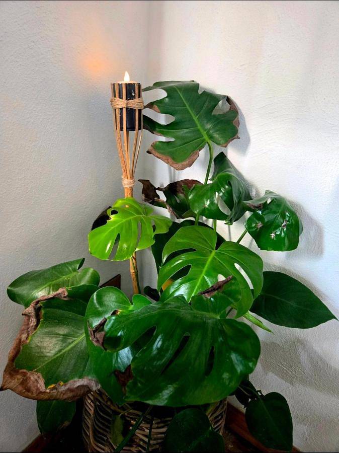 Location de vacances pour 6 personnes, avec vue à Saint-Léonard-de-Noblat - 4