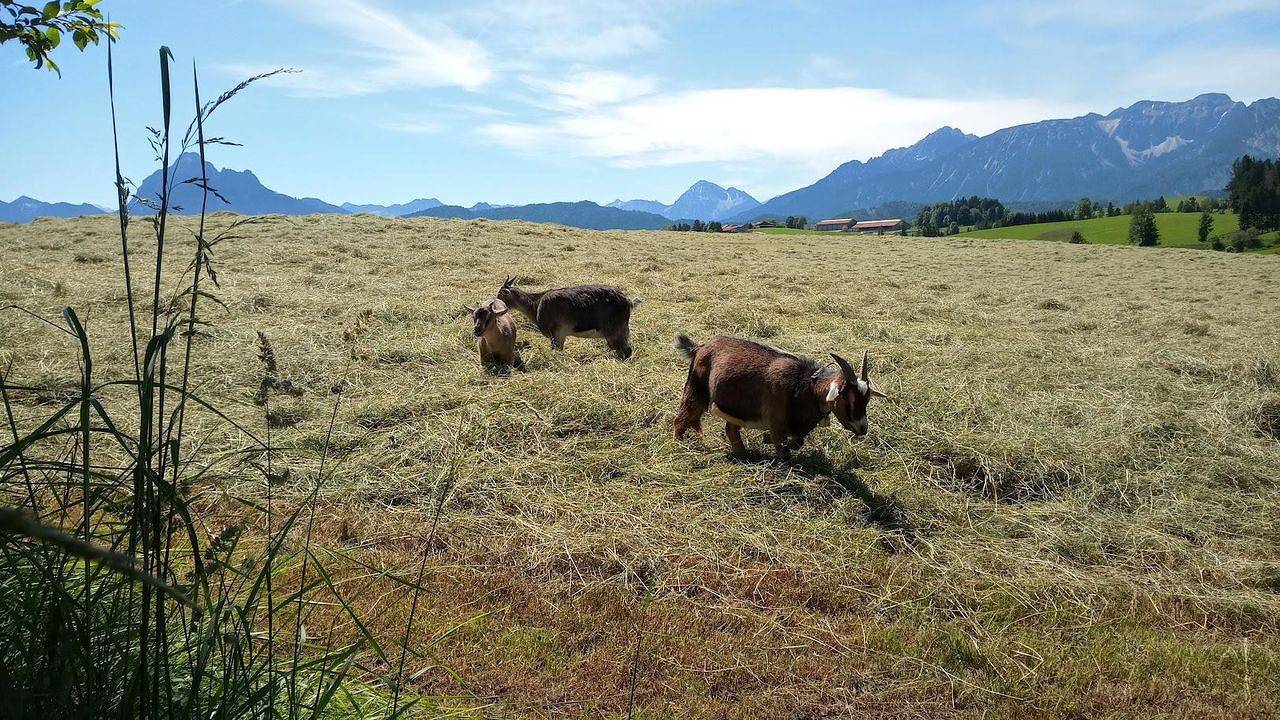 Ganze Ferienwohnung, Ferienwohnung für 5 Personen (70 m²) in Hopferau in Hopferau, Bayerisch Schwaben