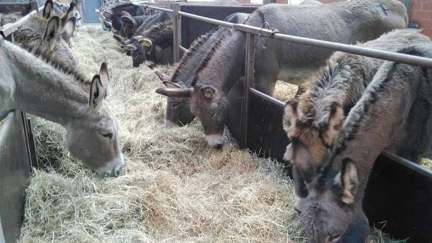 Location de vacances pour 9 personnes, avec jardin et vue à Frasnes-lez-Anvaing - 2