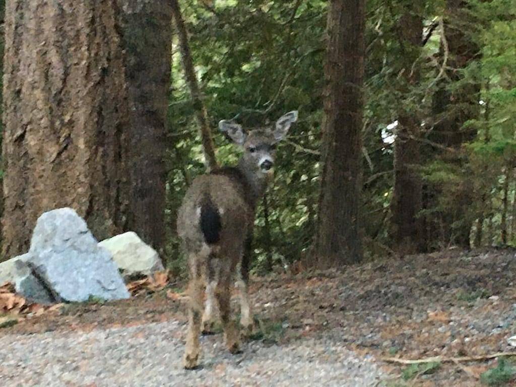 Es ist eine kurze Entfernung zum Paradies, verwöhnen Sie sich an diesem Haus am Wasser mit einem Dock in Sunshine Coast Regional District