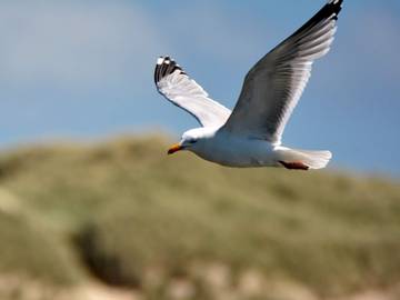 Vakantiehuis voor 6 Personen in Hemmet, Noordzee Denemarken, Afbeelding 2