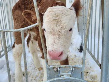 Bauernhof für 4 Personen in Fischen, Hörnerdörfer, Bild 3