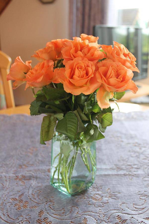 Ferienwohnung für 3 Personen, mit Seeblick und Garten sowie Ausblick, mit Haustier in Bojendorf - 3