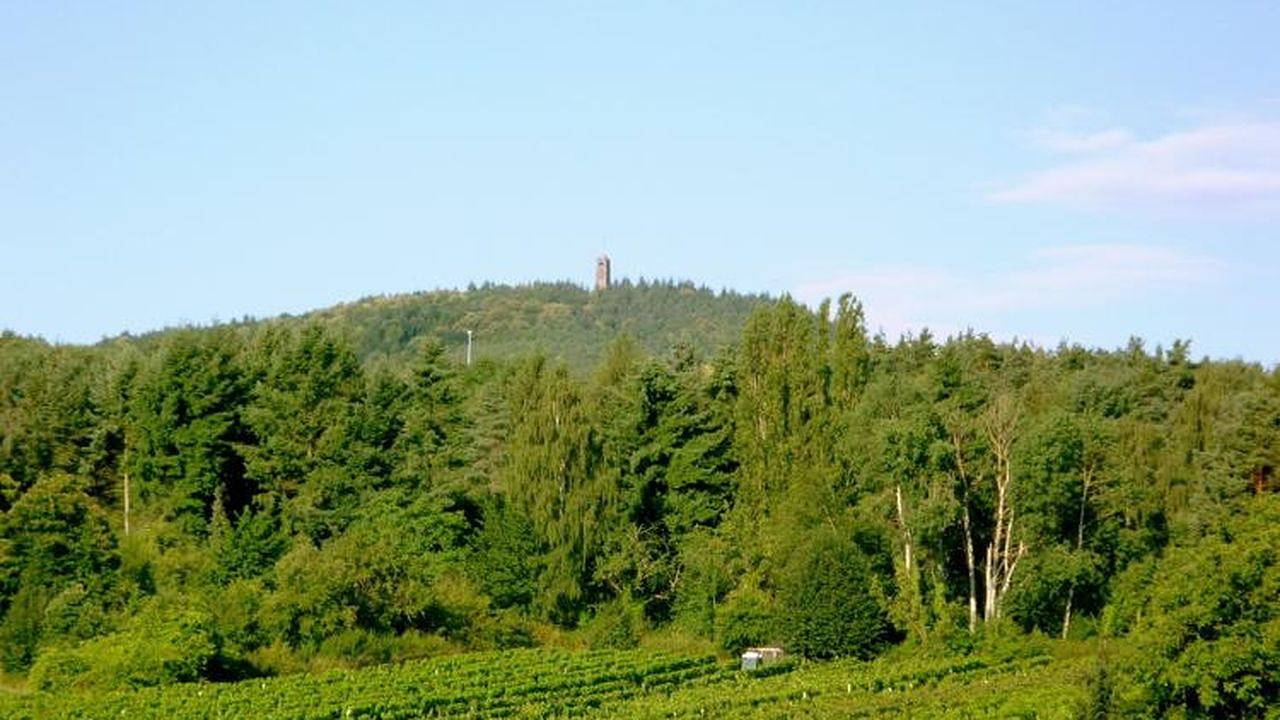 Ganze Ferienwohnung, Ferienwohnung für 6 Personen (75 m²) in Bad Dürkheim in Bad Dürkheim, Pfälzer Rheinebene