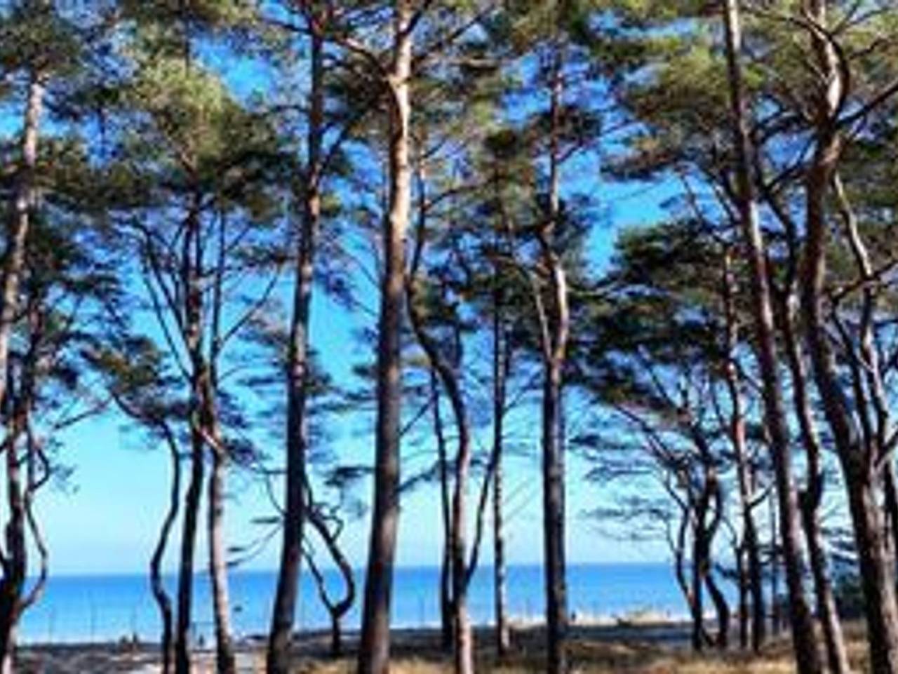 Ganze Ferienwohnung, G44 Dünenwald - Dünenwald in Strand Prora, Binz