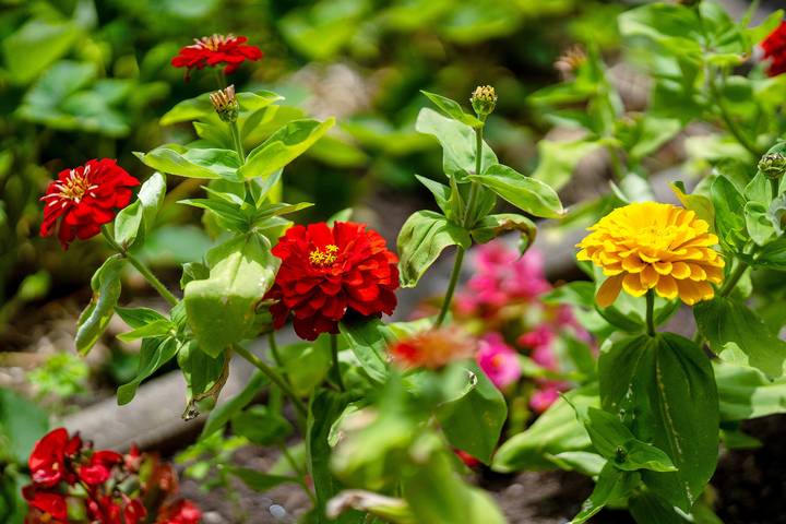 Ferienwohnung für 2 Personen, mit Garten im Schwarzwald - 4