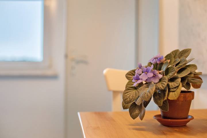 Ganze Wohnung, Zimmer 'Zimmer Vogesenblick' in Endingen, Kaiserstuhl