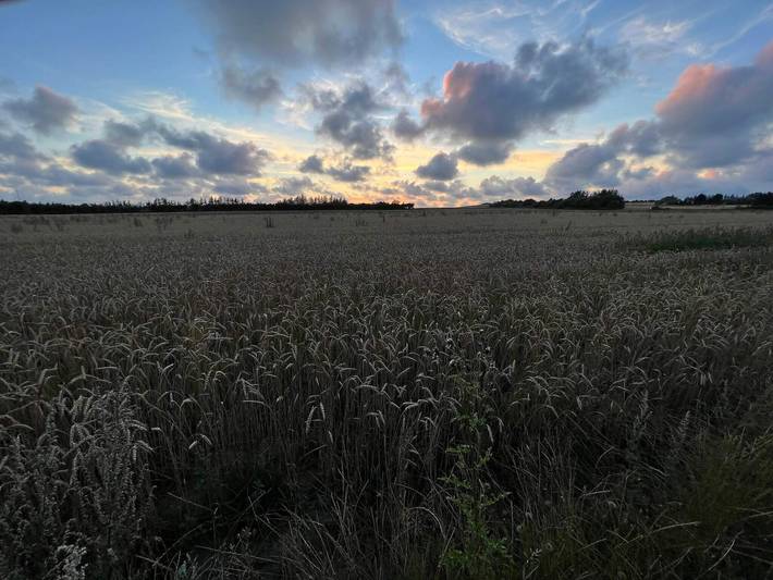 Ferienhaus für 7 Personen, mit Terrasse, kinderfreundlich in Filsø See - 3