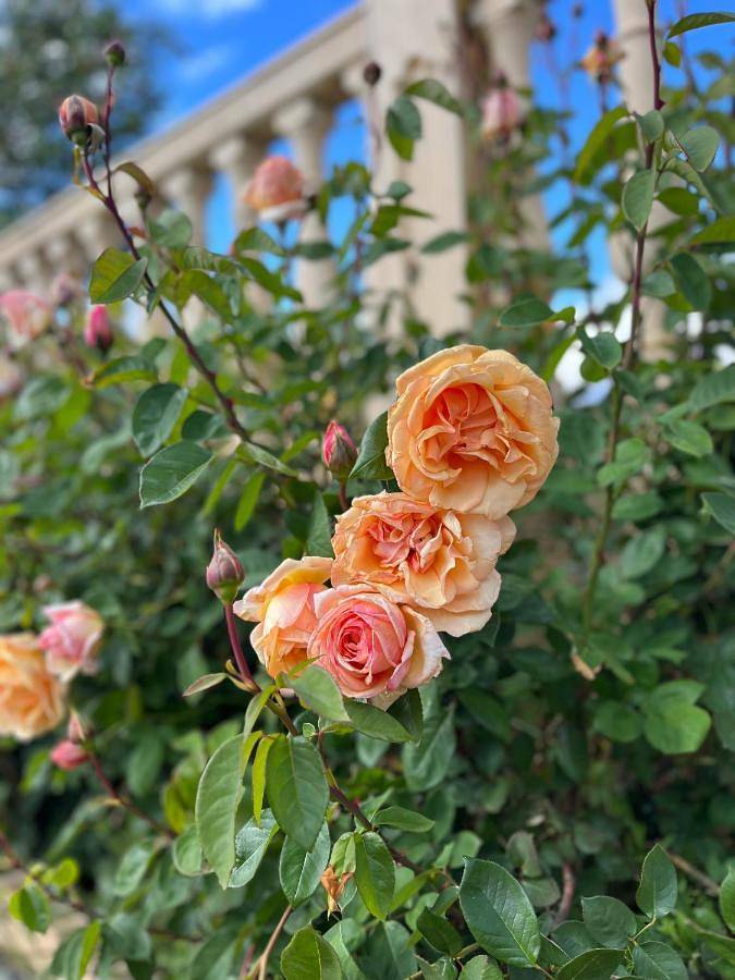 Casa rural para 6 personas, con jardín además de piscina y vistas, Se admiten mascotas en Montefrío - 4