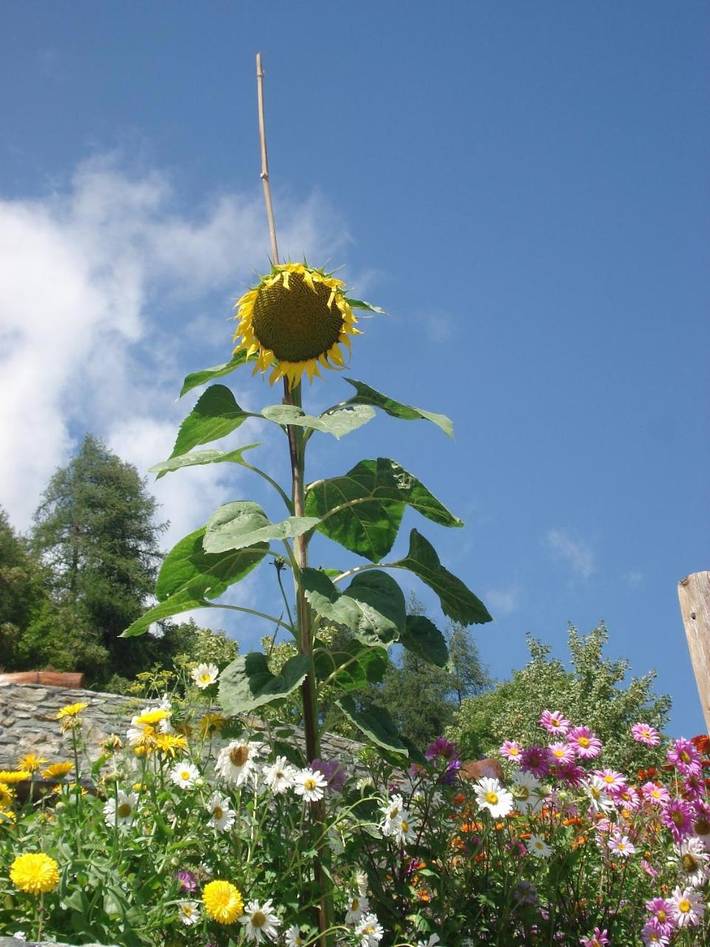 Chambre d’hôte pour 2 personnes, avec jardin et terrasse, animaux acceptés à Breuil-Cervinia - 3