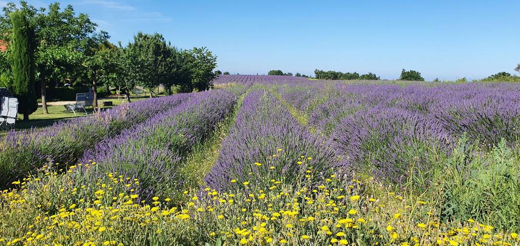 Gîte pour 4 personnes, avec jardin ainsi que terrasse et piscine dans Parc naturel régional du Verdon - 4