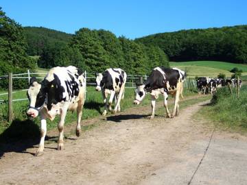 Bauernhof für 10 Personen in Witzenhausen, Hessisches Bergland, Bild 4