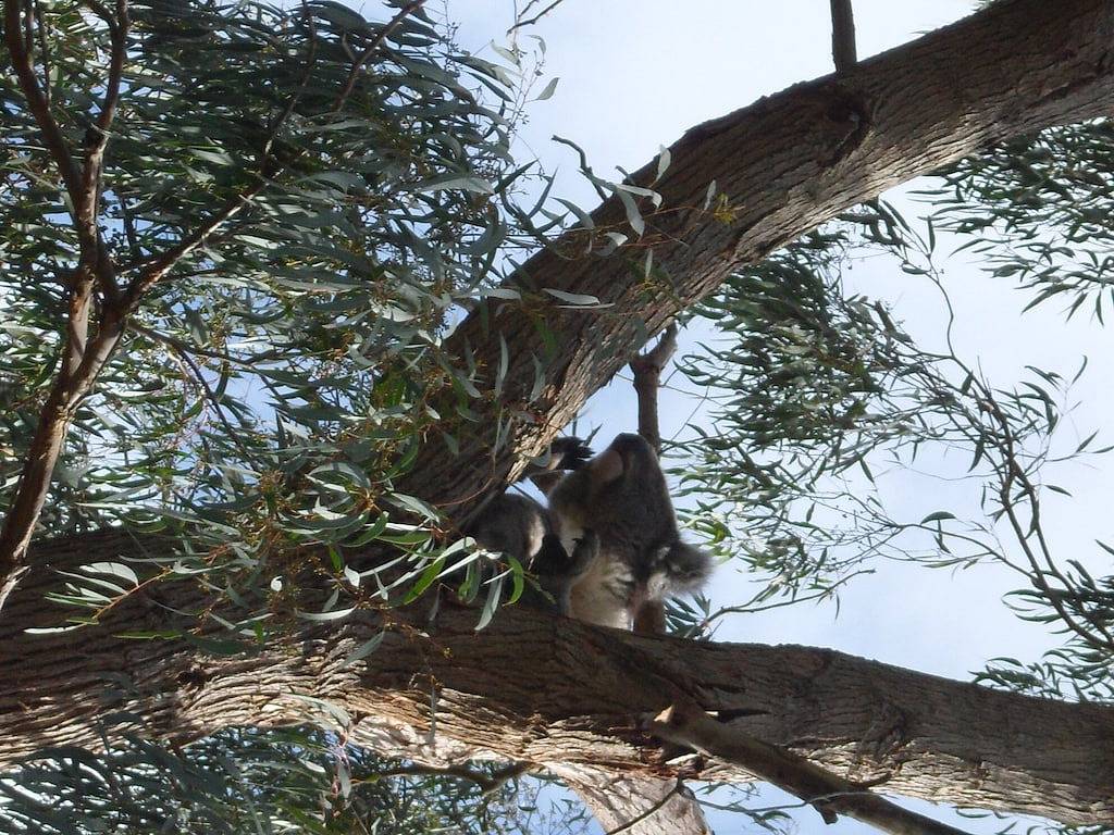 Valley View Nature Retreat in Skenes Creek, Colac Otway Shire