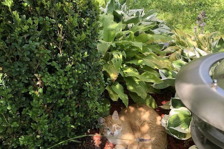 Ferienhaus für 3 Personen, mit Garten in Pöllauberg - 4