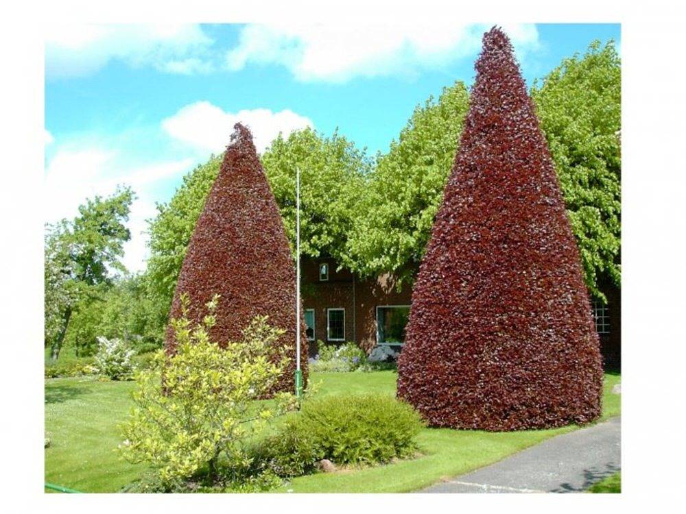 Blutbuchenhof - Kornspeicher in Erfde, Eider-Treene-Sorge