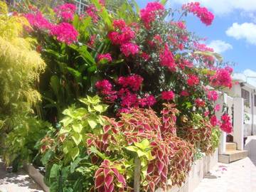 Gîte pour 2 personnes, avec jardin et vue, animaux acceptés dans Port-Louis Guadeloupe