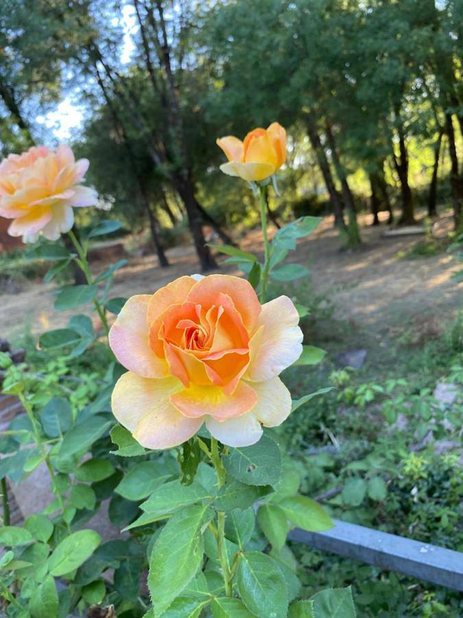 Gîte pour 4 personnes, avec jardin et vue, animaux acceptés à La Adrada - 3