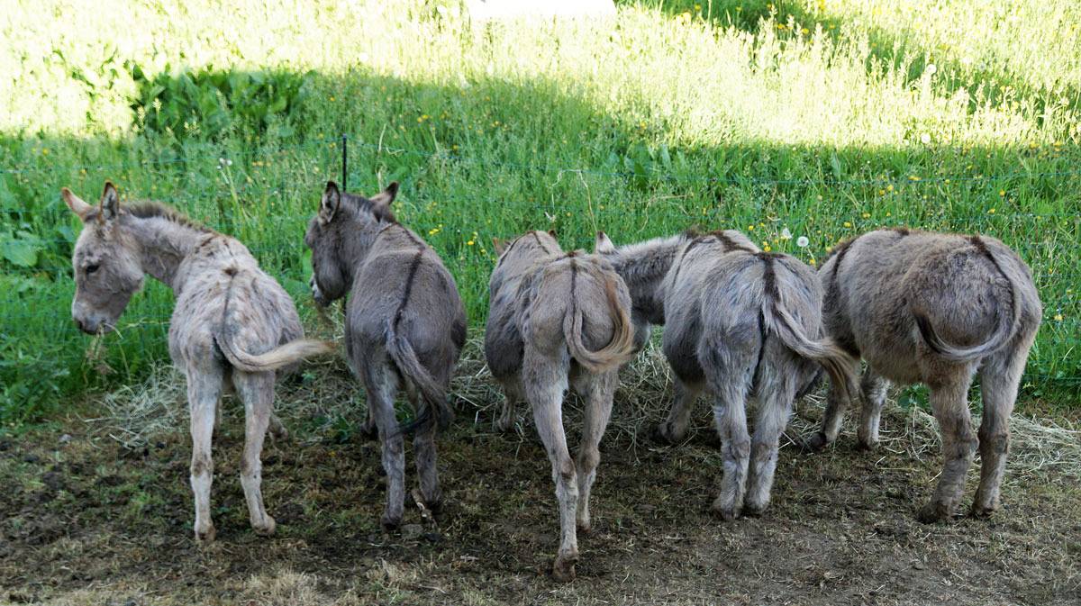 Zum Alten Eselstall in Löhma, Saaleland
