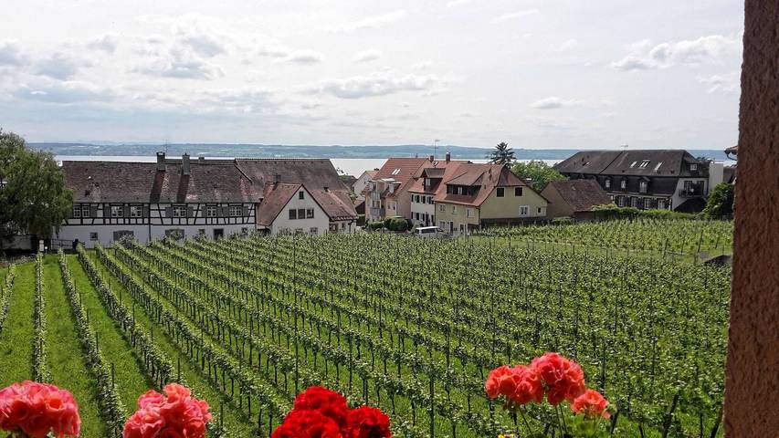 Gästehaus Ainser - Doppelzimmer zur Einzelnutzung mit Dusche/Wc in Hagnau am Bodensee, Region Bodensee-Oberschwaben