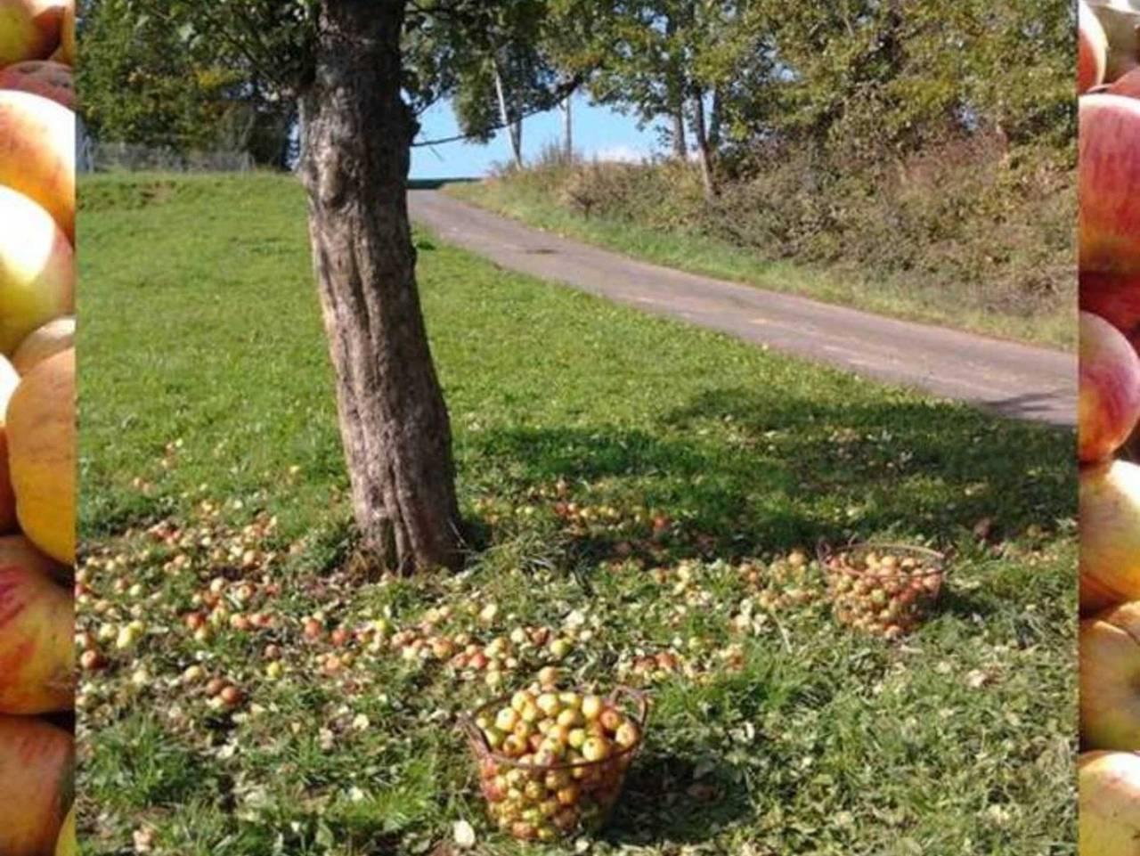 Ferienwohnungen Zeltnerhof - Große Ferienwohnung Eg in Lützelbach, Main-Odenwald