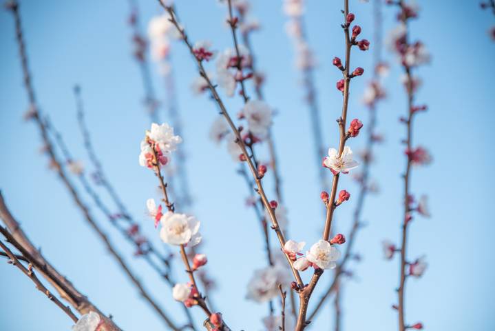 Gîte pour 6 personnes, avec jardin, adapté aux familles à San Teodoro - 4
