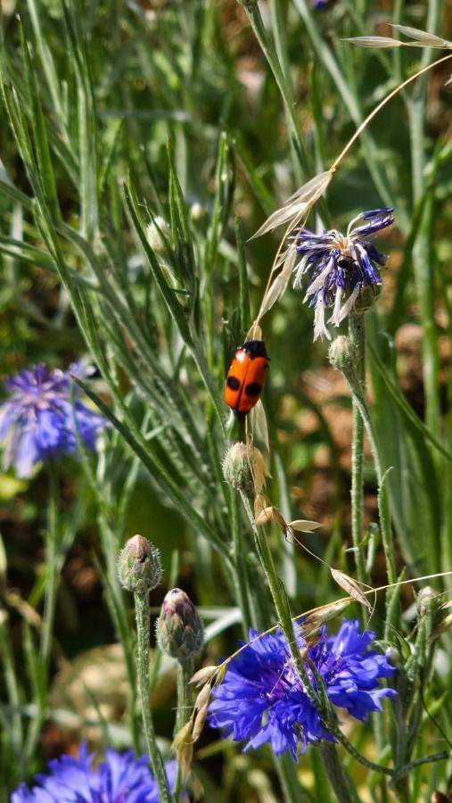 Naturcamping Igluzelt mit Hund im Privatgarten in Schlüchtern, Rhön-Hessen