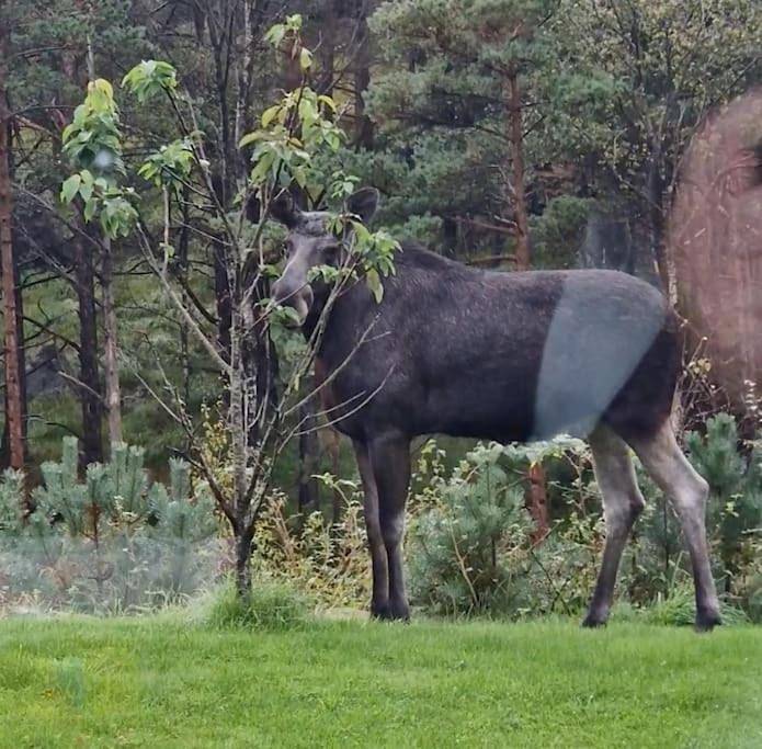 Animal trail in Sandnes