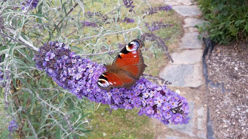 Ferienhaus für 6 Personen, mit Garten und Terrasse in Hessen - 3