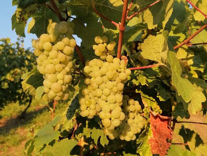 Ferienwohnung für 4 Personen, mit Terrasse und Garten in Piesport - 3