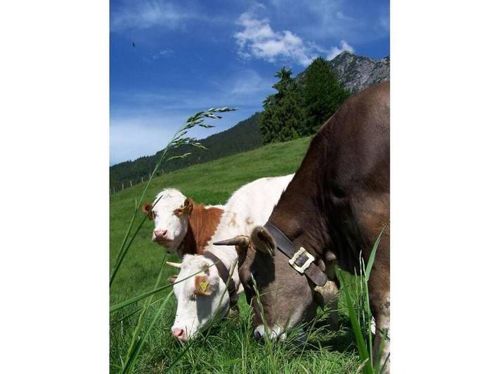 Ferienhaus für 4 Personen, mit Balkon, mit Haustier in Oberstdorf - 2