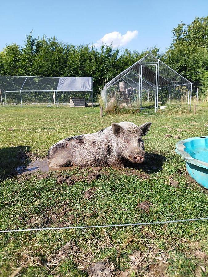 Location de vacances pour 6 personnes, avec terrasse et jardin dans Brugelette - 4